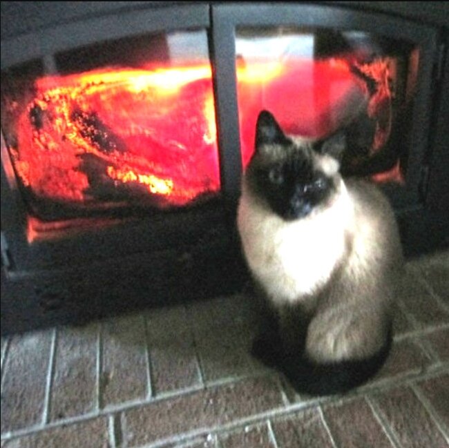 Кошка в дом - радость в нем. Когда на улице холодно, то хочется тепла. Камин в доме, огонь и кошка создают теплую атмосферу. Кошка - член семьи.
Посмотрела на этот снимок и вспомнила высказывания великих людей о кошке. Познакомьтесь с ними.
1. Человек культурен настолько, насколько он способен понять кошку.
Автор : Бернард Шоу
2. У кого есть кошка, тот может не бояться одиночества.
Автор : Даниэль Дефо
3. Кошек не любит только тот, кто еще не встретил свою кошку.
Автор : Дебора А. Эдварс
4. Когда мы с кошкой играем, еще вопрос, кто с кем играет - я с ней или она со мной.
Автор: Мишель де Монтель