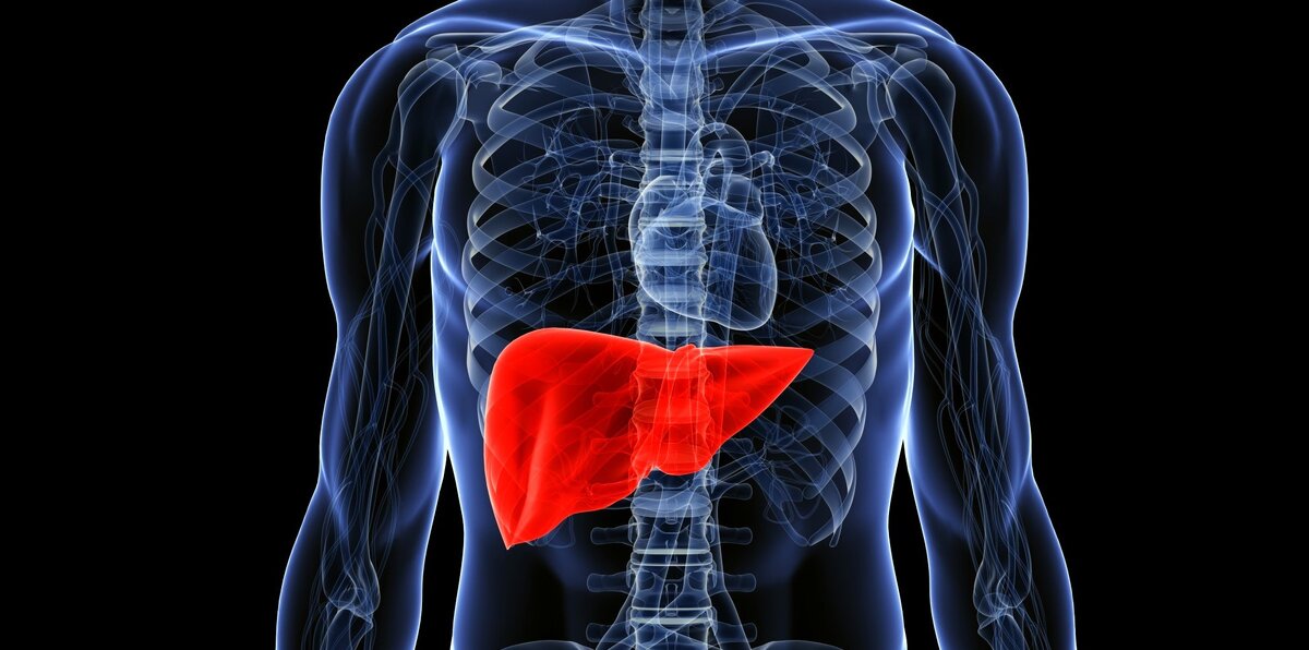 Один из важнейших органов, связанный с информационными полями 