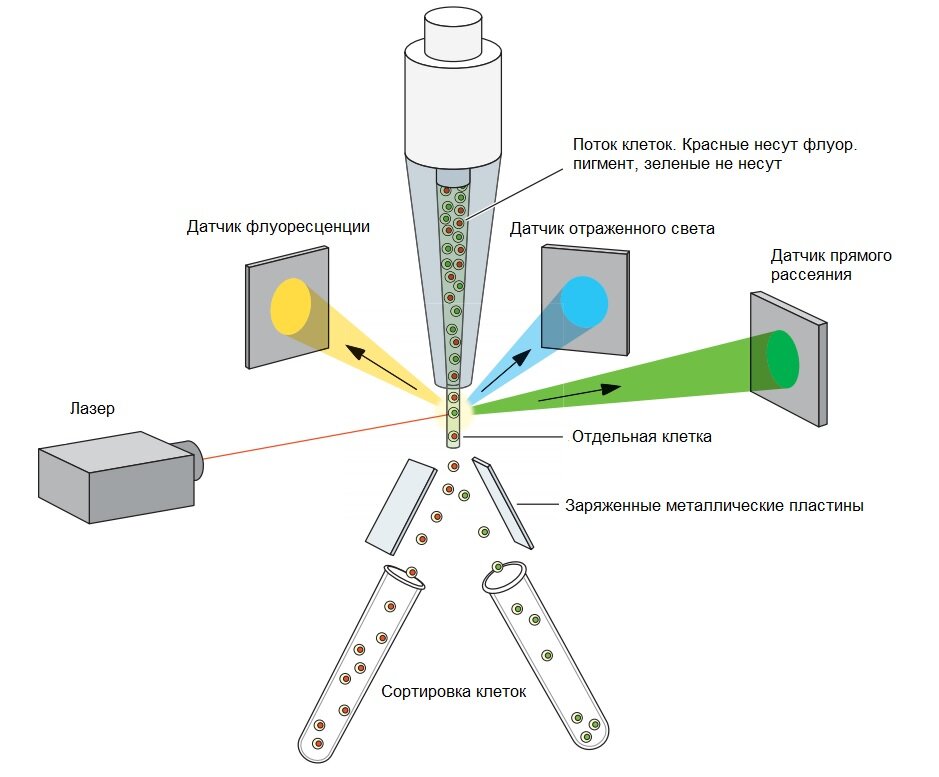 Рисунок. Принципиальная схема FACS. Клетки (обозначены зеленым и красным) в жидкости (светло-серый) перемещаются в проточную ячейку, где они возбуждаются лазерным лучом. Клетки обнаруживаются с помощью детекторов, фиксирующих различные виды рассеивания. Далее поток разделяется сильно намагниченными металлическими пластинами, клетки с флюорохромом в одну сторону, все остальные - в другую.  