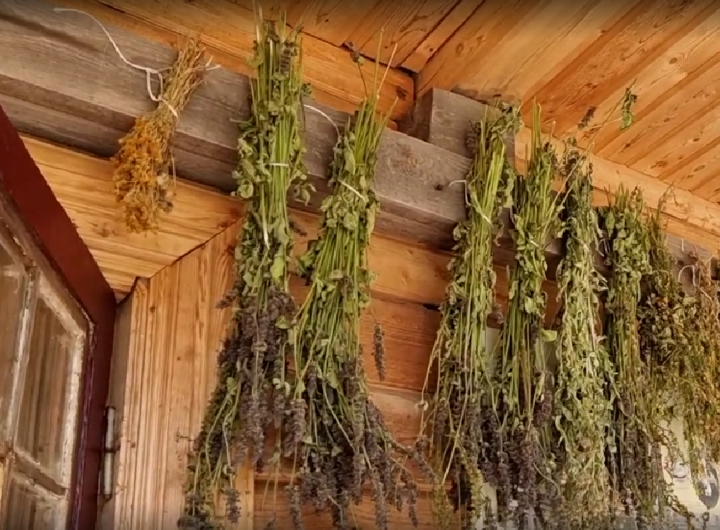 Под потолком у Захары висели ароматные травы. Собирала и сушила она их в определенные дни.