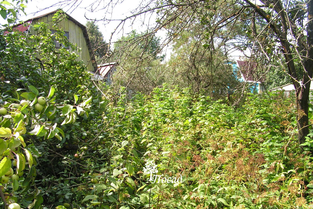 Почему за 20 лет мы меняем третью дачу? Вся правда о дачной жизни ...