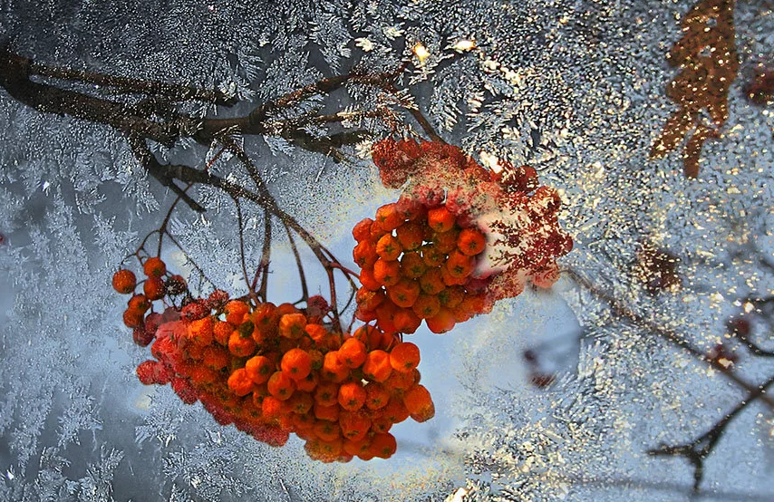 Картинки Яндекс