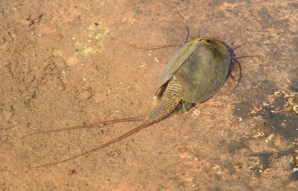    Креветка Triops cancriformis внесена в книгу рекордов Гиннеса как самое древнее существо на Земле