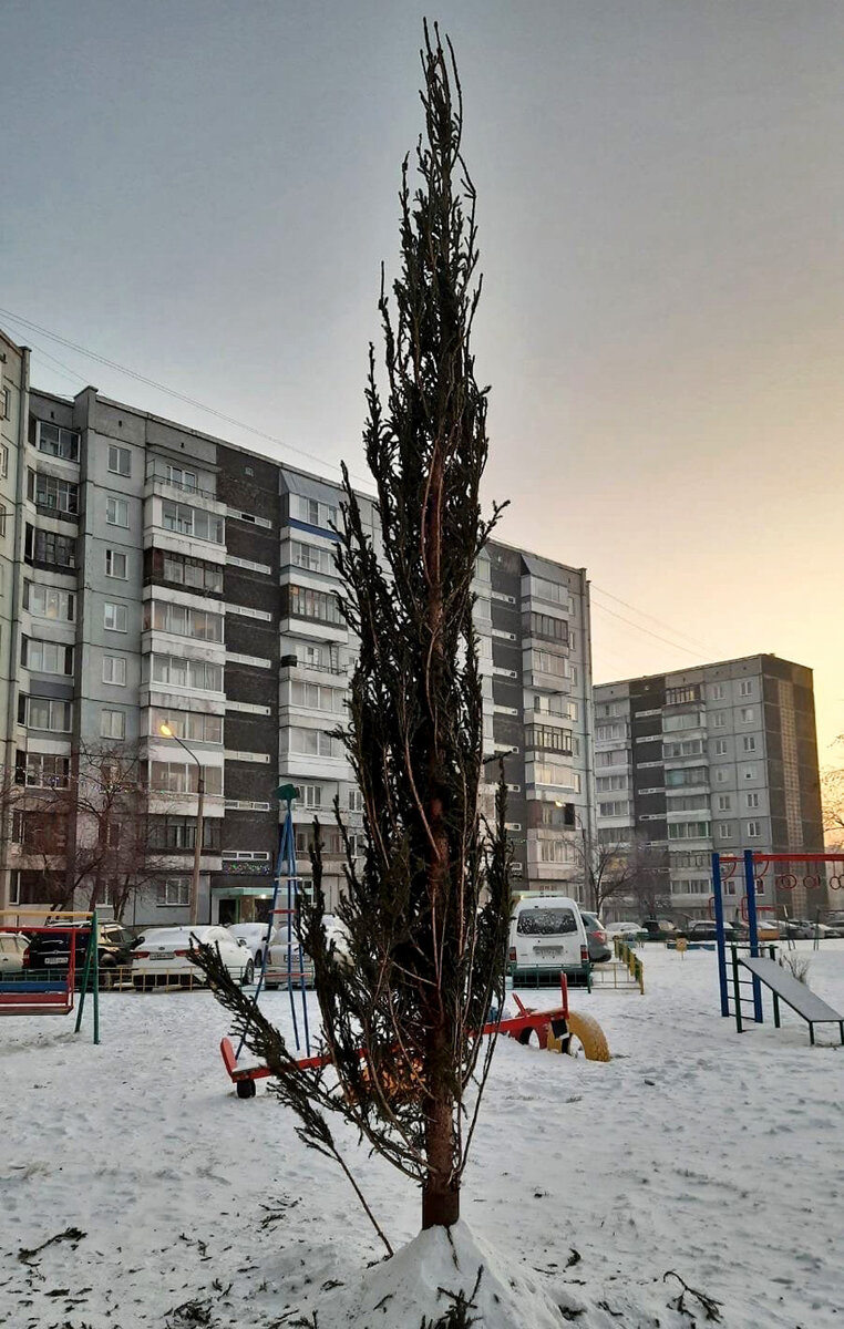     В комментариях шутят, что елку хранили с прошлого года