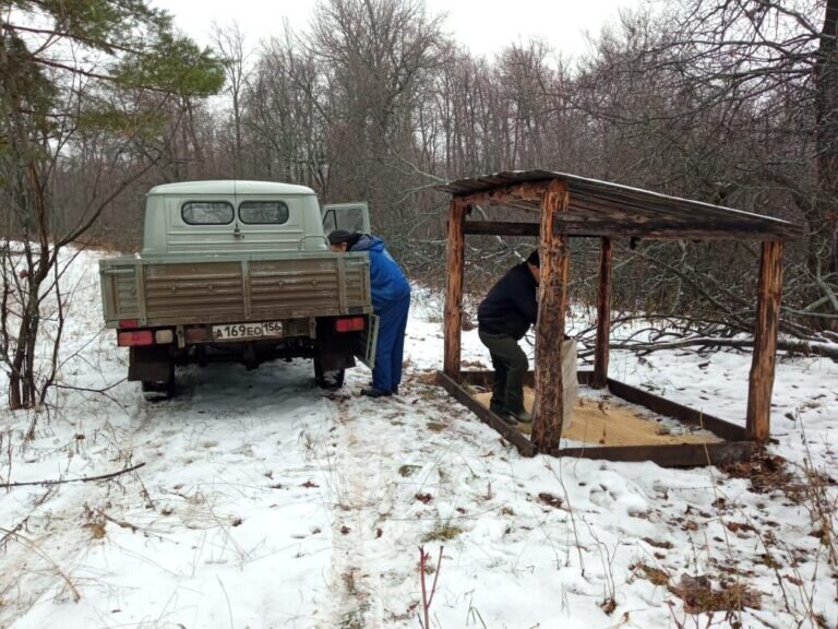    В Бузулукском бору начался зимний подкормочный сезон птиц и животных Елена Шкатова