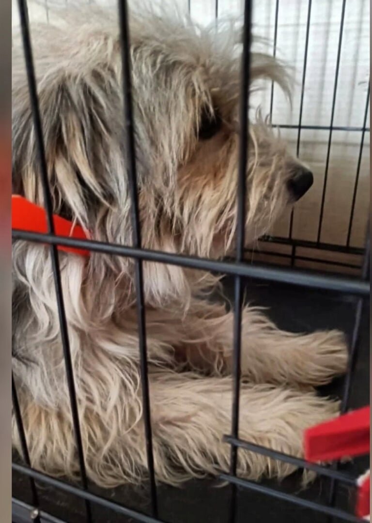 Спасение Степы. Отлова больше нет в его жизни