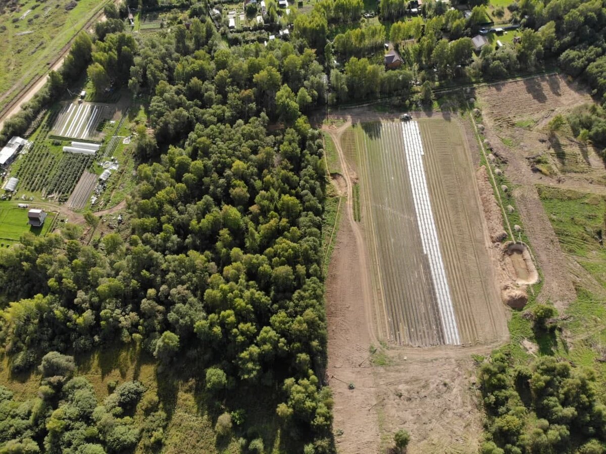 Плантация клубники