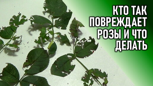 Какие вредители роз так обгрызают листья и как с ними бороться