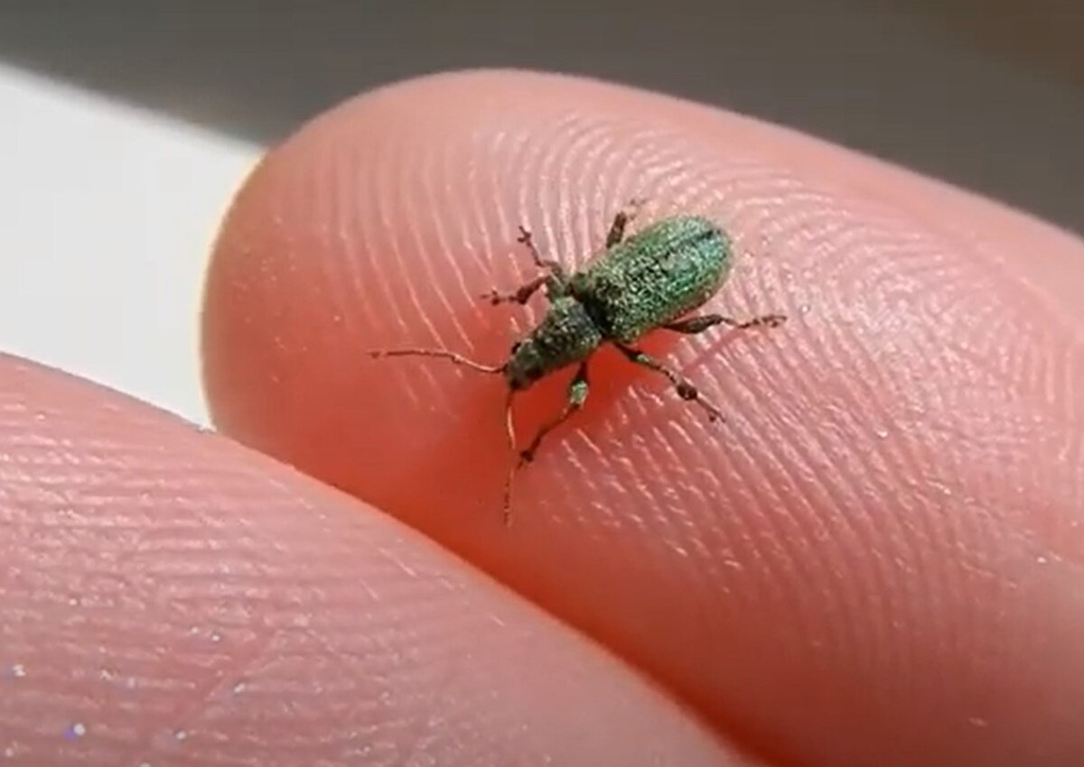 Небольшой жучок из отряда жесткокрылых.