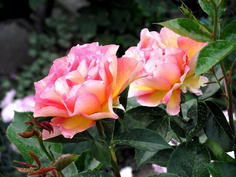 Поль Сезанн. Фото из открытых источников