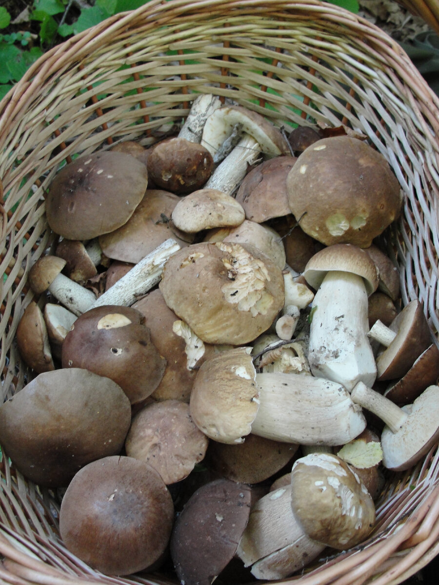 Фото Старого Солдата