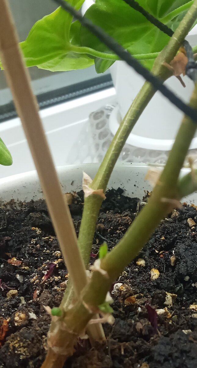 Три чудненьких почечки с самого низа поближе к корню!