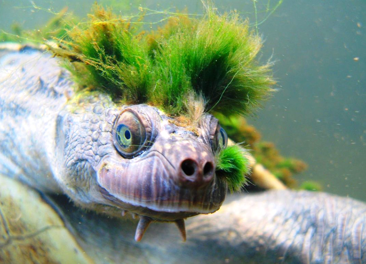 Животные обитающие в водорослях. Морская флора и фауна. Водоросли с рыбками. Амфиприон рыба. Дюгонь дюгонь.