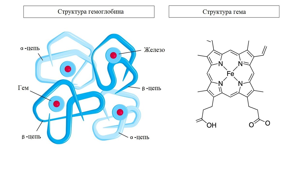 Рисунок 1. Структура гема и гемоглобина. 