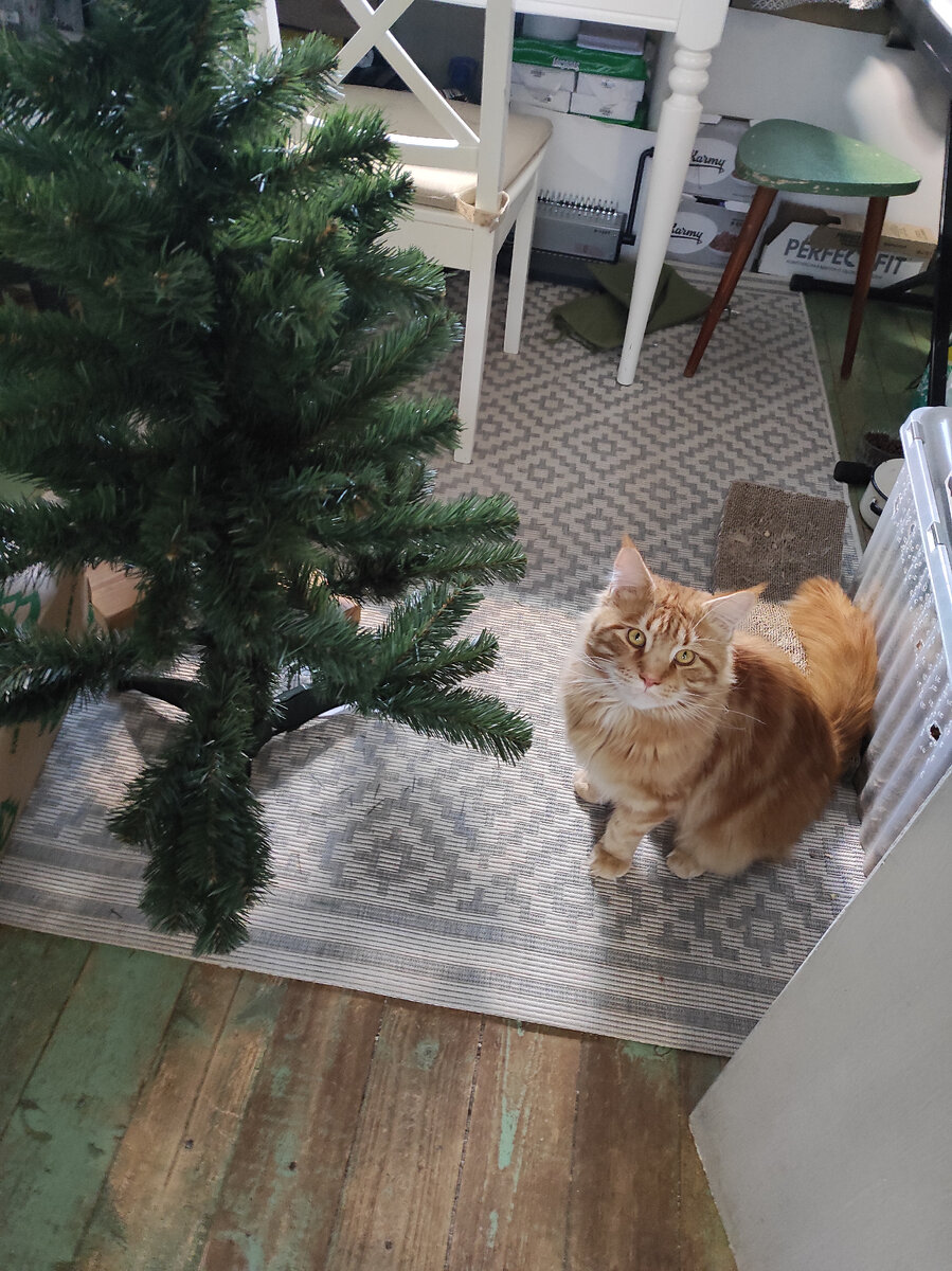 Знакомлю своих кошек с ёлкой.