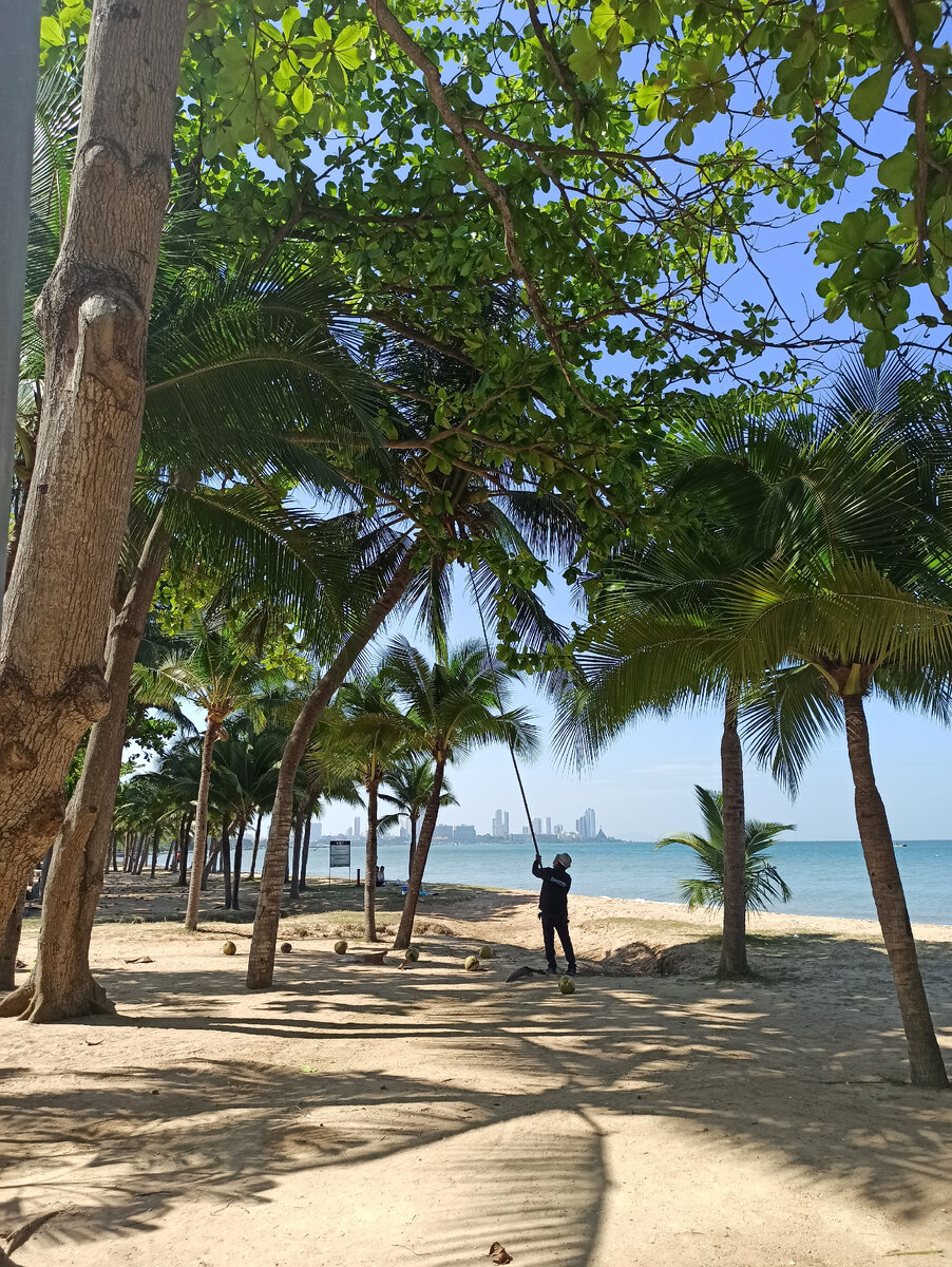 Сотрудник, сбивающий кокосы палкой (чтобы не упали на голову никому). 
