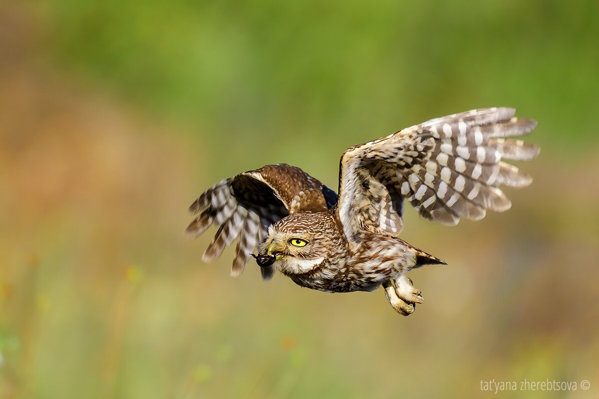 Домовый сыч, Little owl. 