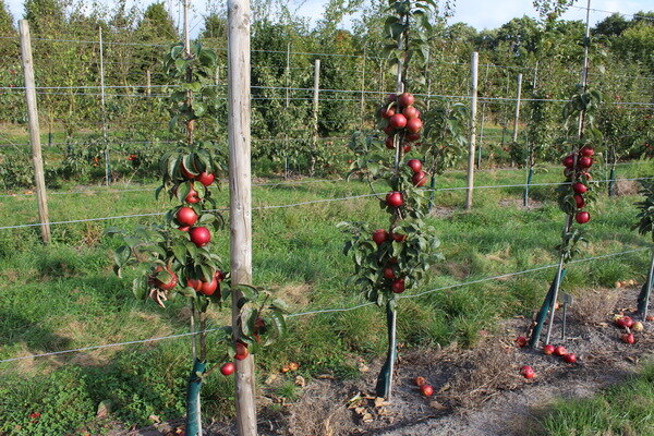 Saeulenapfel-Malini-Dulcessa