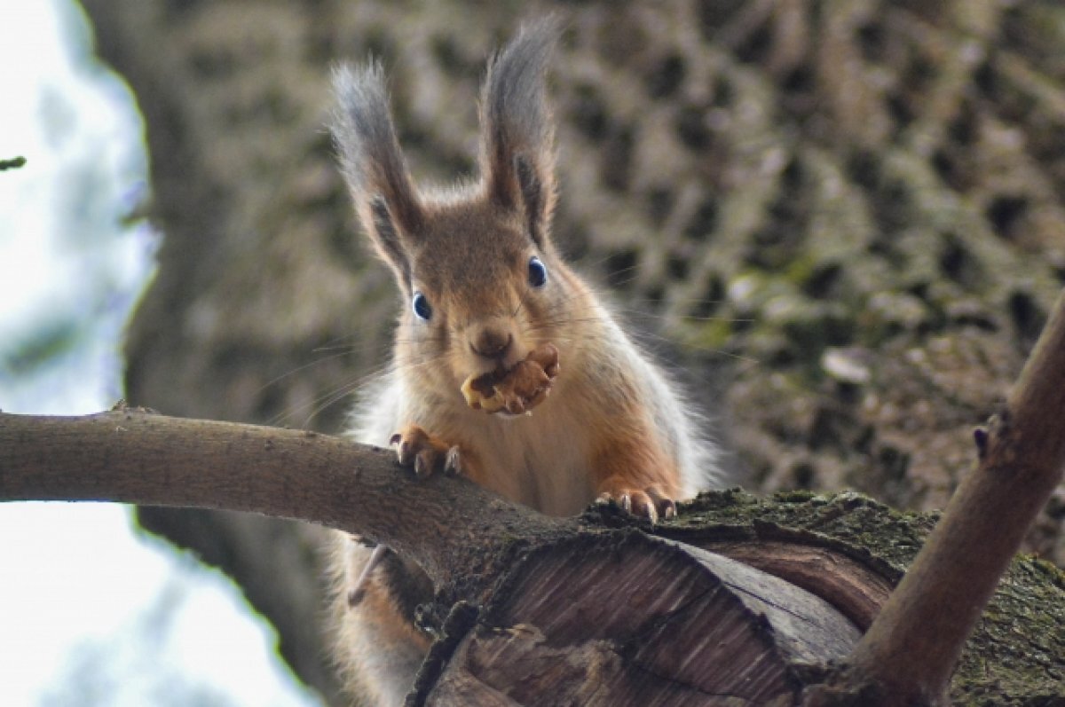   Белка чуть не попала под машину в Минераловодском округе Ставрополья