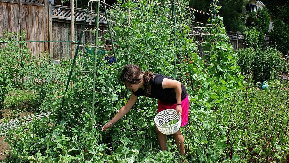     Дачные войны не редкость на Ставрополье, но каждый раз сюжет закручивается так лихо, что не устаешь удивляться борьбе то ли за власть, то ли за водовод, который вместо комфортных условий привнес смуту в очередное СНТ, передает NewsTracker.