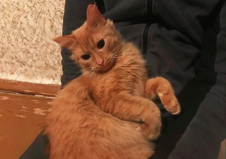 Обожает сидеть на руках и петь песенки