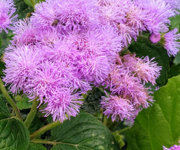 Агератум. Фото автора