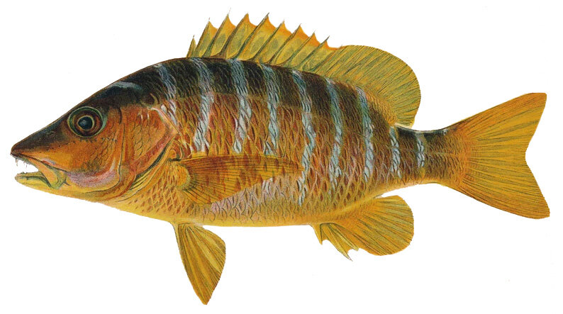 Lutjanus apodus