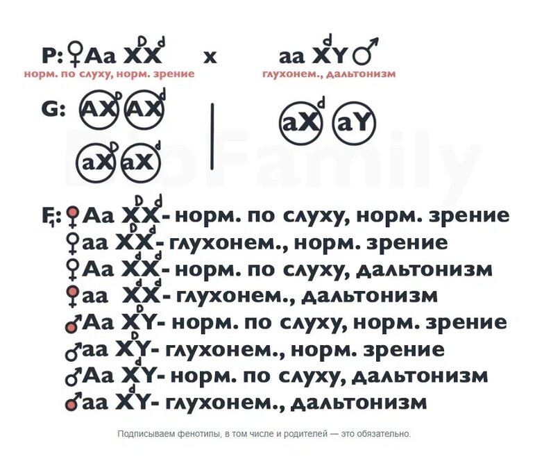 Ответы ithelp53.ru: Всегда ли мужской пол является гетерогаметным?