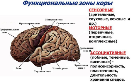 как стать умнее