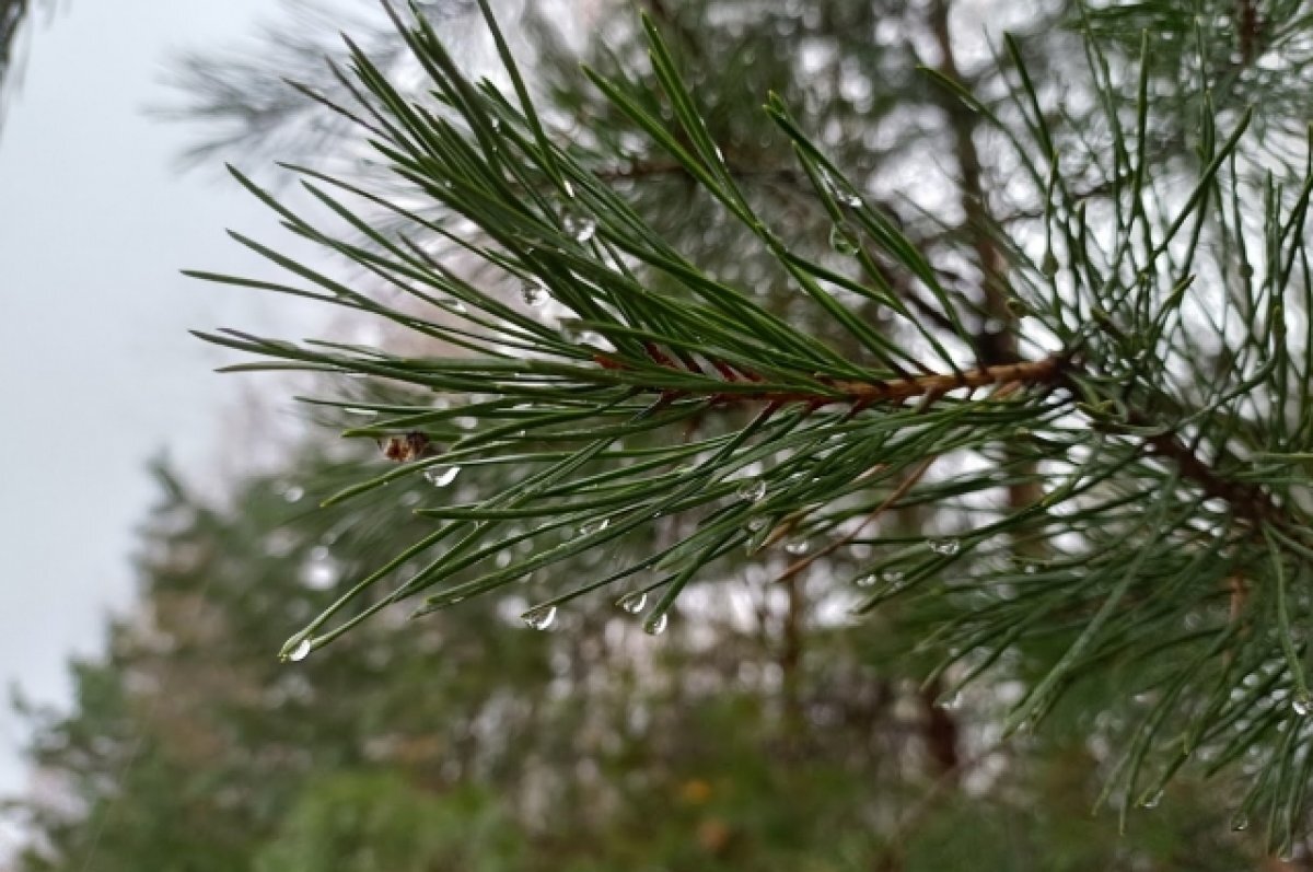   Предновогодняя неделя в Краснодарском крае начнется с дождей