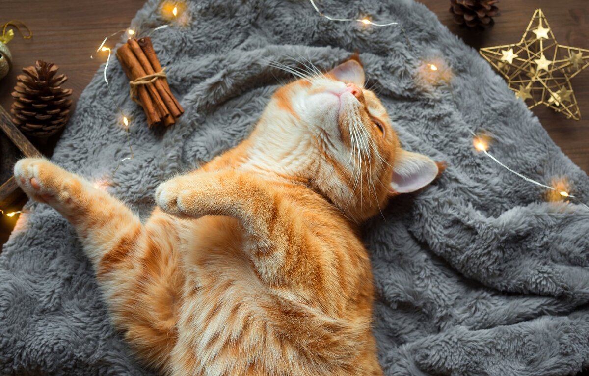 Фото из Интернета.