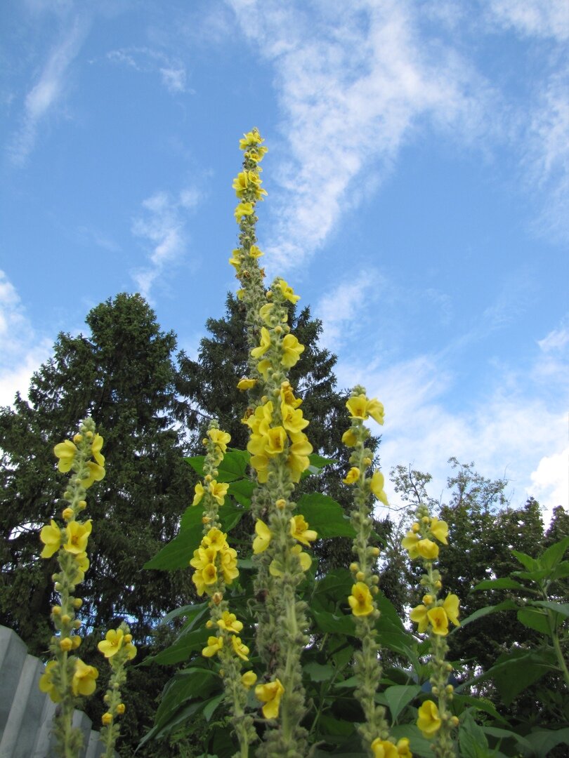 Коровяк, он же  вербаскум