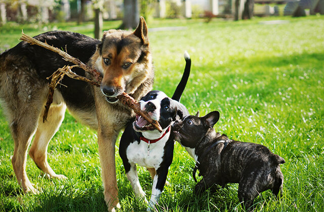 Средняя продолжительность жизни собаки составляет 11 лет, но, в зависимости от породы, песики могут жить больше или меньше.