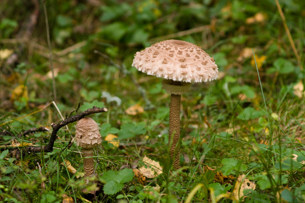 Съедобные зонтики. Эти грибы в России почти никто не собирает ...