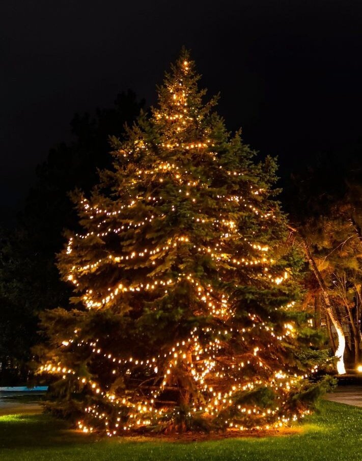 Елка на газоне