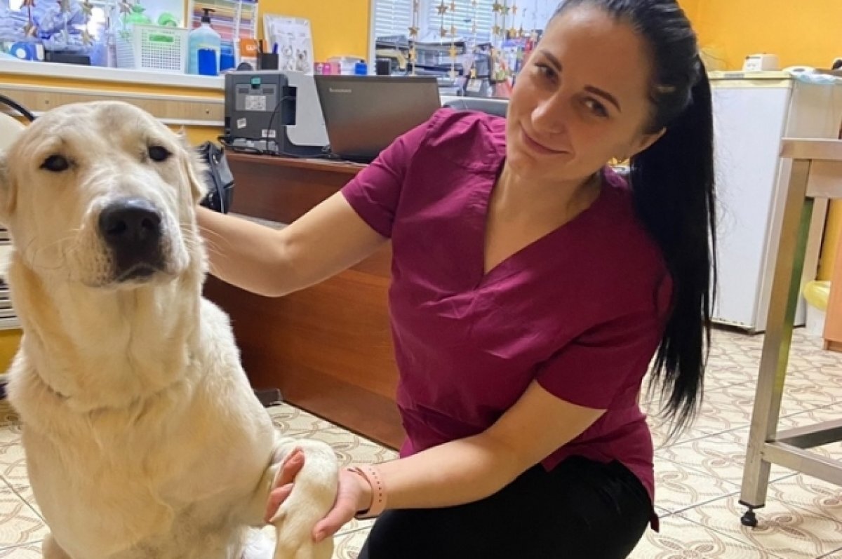    В Твери ветеринары спасли собаку, достав из её желудка большой камень