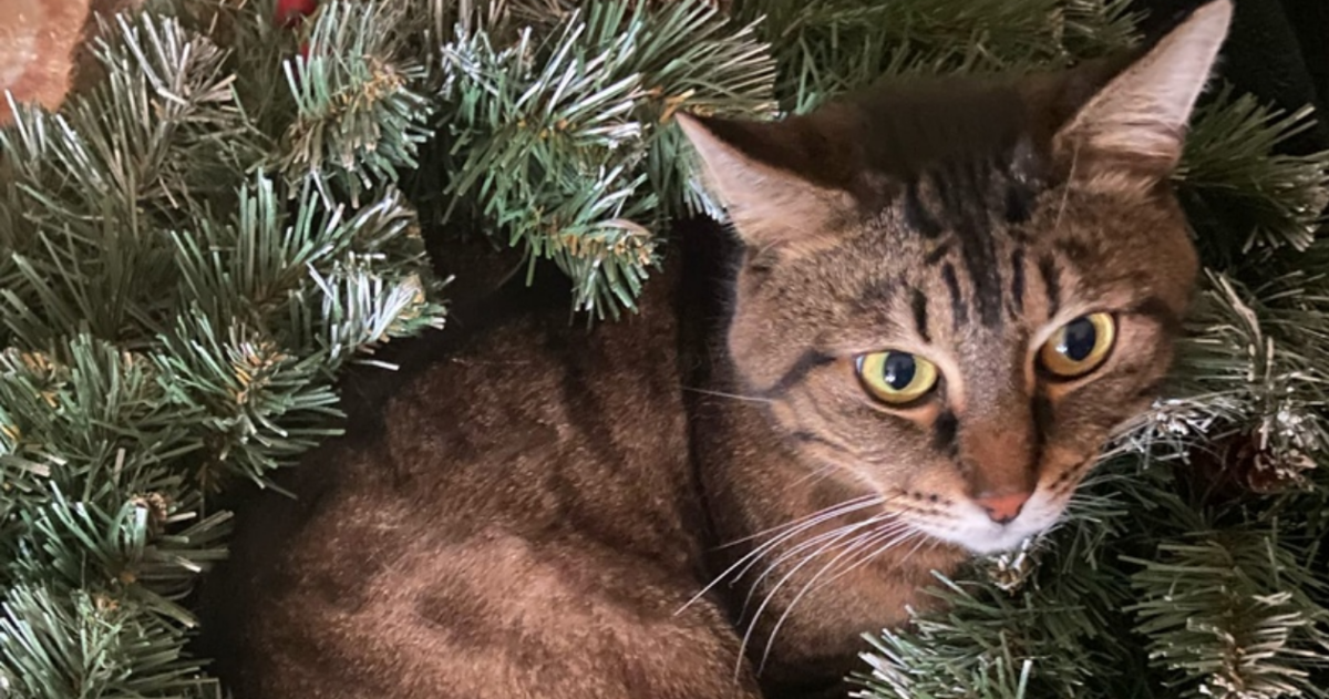 Красив Кот в елочном царстве. Фото автора