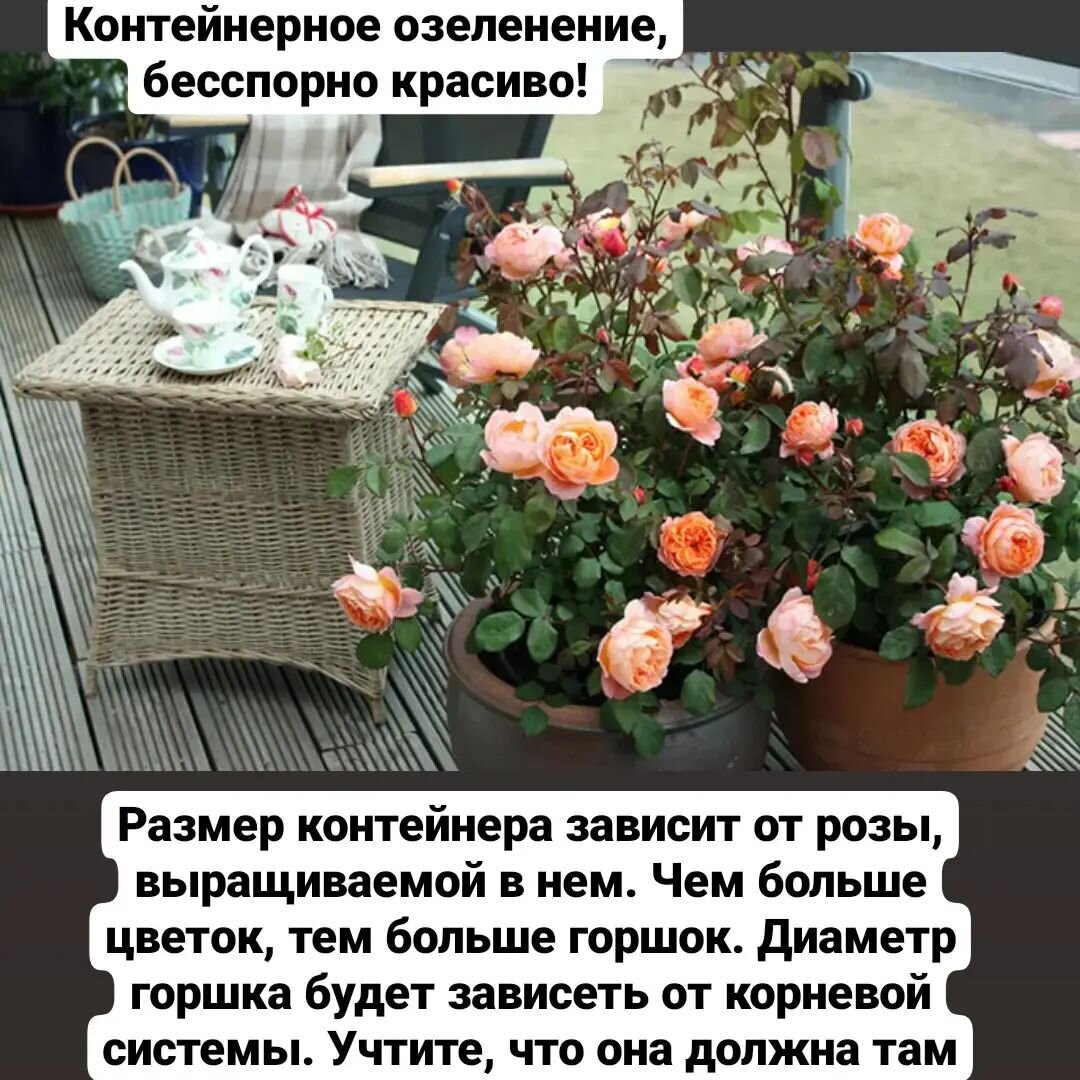 Можно ли выращивать розы в горшках? | Ксения Rosebushes | Дзен