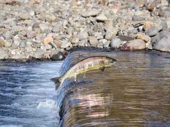     ФОТО: PIXABAY.COM