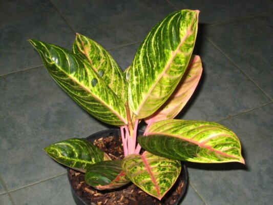 Aglaonema Madam Suroyo Kuning