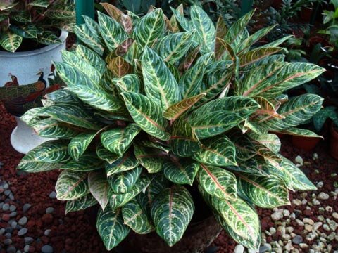 Aglaonema Madame Soeroyo