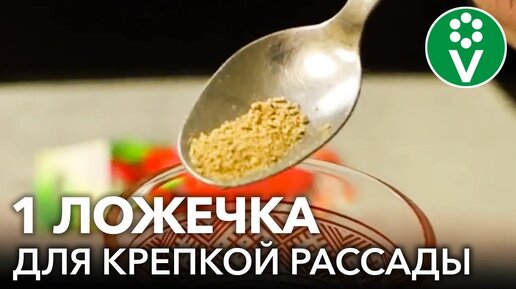 Суперэффективный ускоритель роста рассады! Как увеличить урожай и стимулировать рост рассады без удобрений