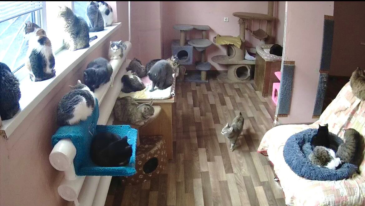 Все пушистики любят тепло 