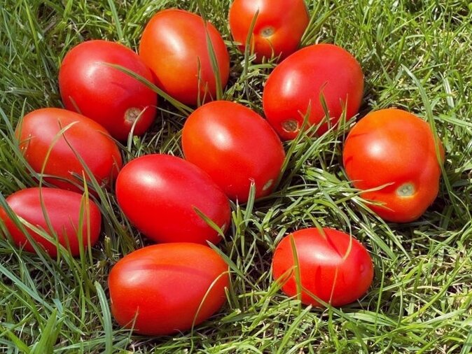 Если вы хотите есть грунтовые помидоры раньше соседей, срочно купите эти сорта