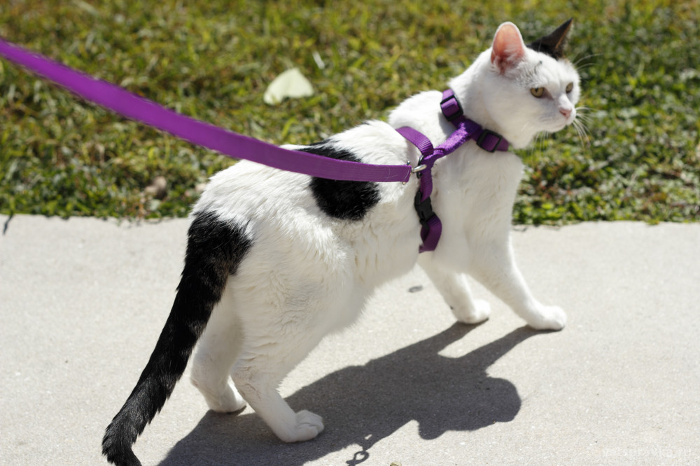 Кошка хочет гулять. Поводок для кошек. Кошка на поводке на улице. Прогулка с котом на шлейке. Кот на прогулке на поводке.