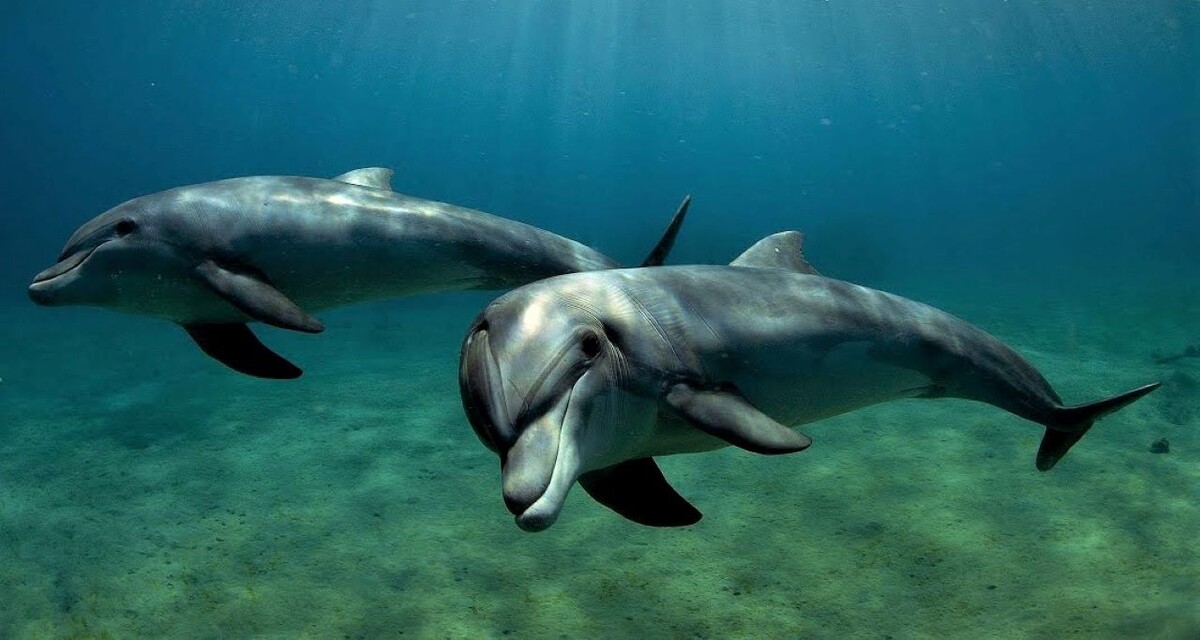 Источник: shorturl.at/aesxR