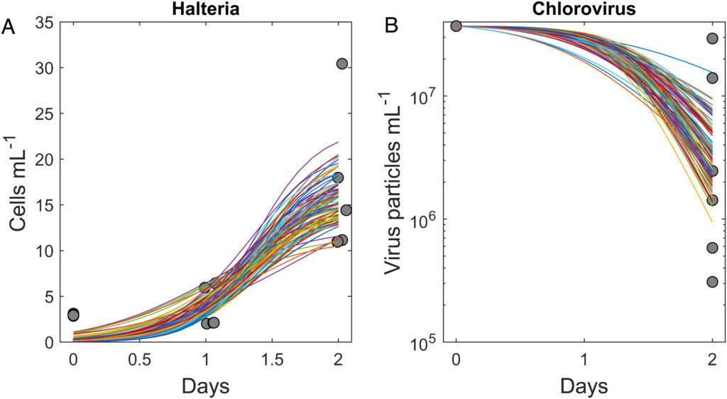    Динамика численности хальтерий (А) и хлоровирусов (B) полностью соответствует схеме отношений хищника и жертвы / © 10.1073/pnas.2215000120