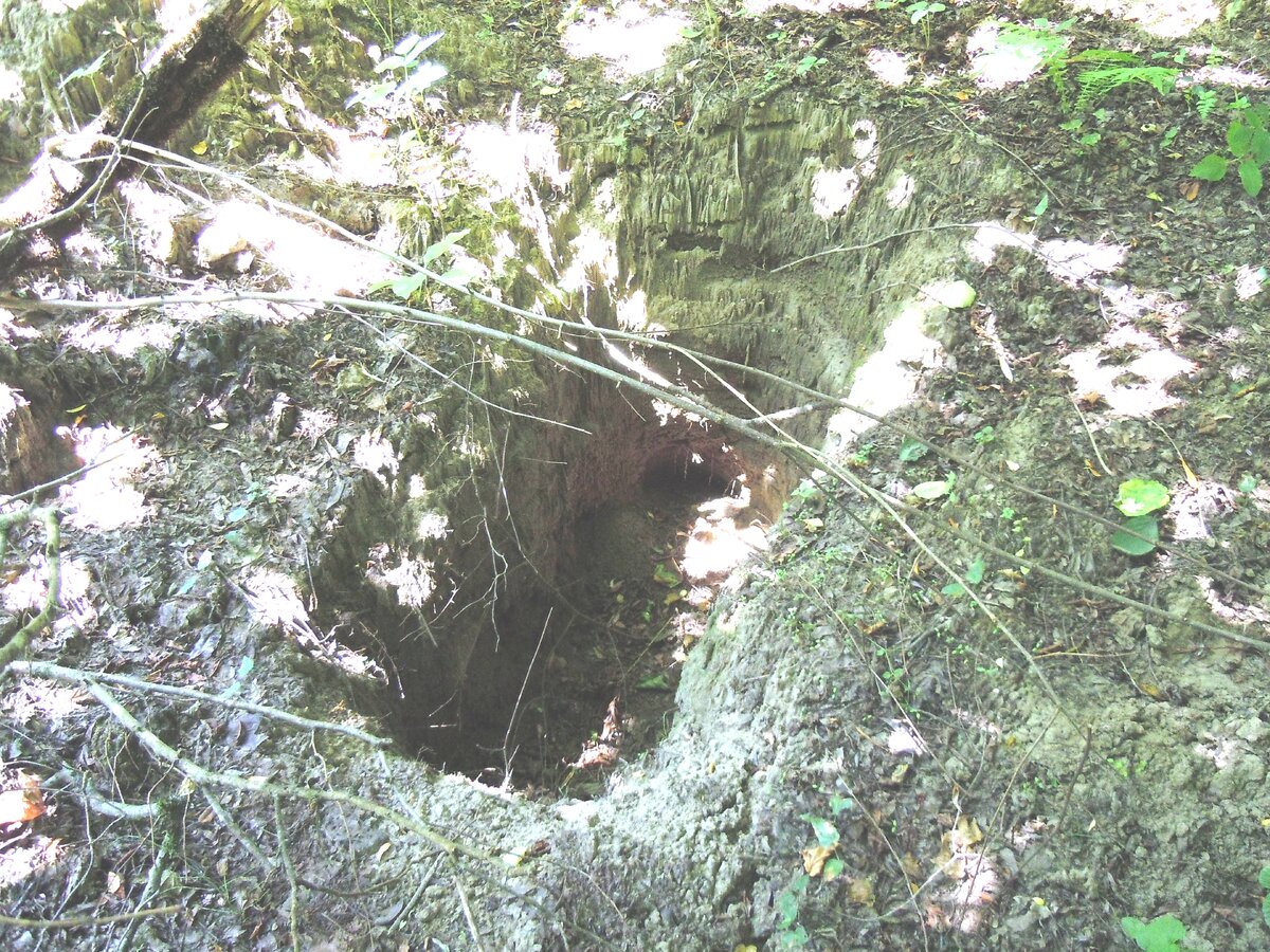 4 сентября 2014 года Теперь о другом. Сейчас на самой восточной Богатырской поляне работают лесозаготовители. Ниже показаны результаты их деятельности.-14