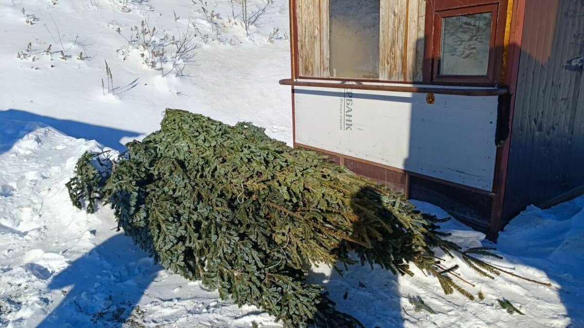     Нелегальной продаже ёлок во Владивостоке объявлен бой. Регулярно представители администрации города выходят на рейды по пресечению незаконной торговли ёлками — вместе с полицией.