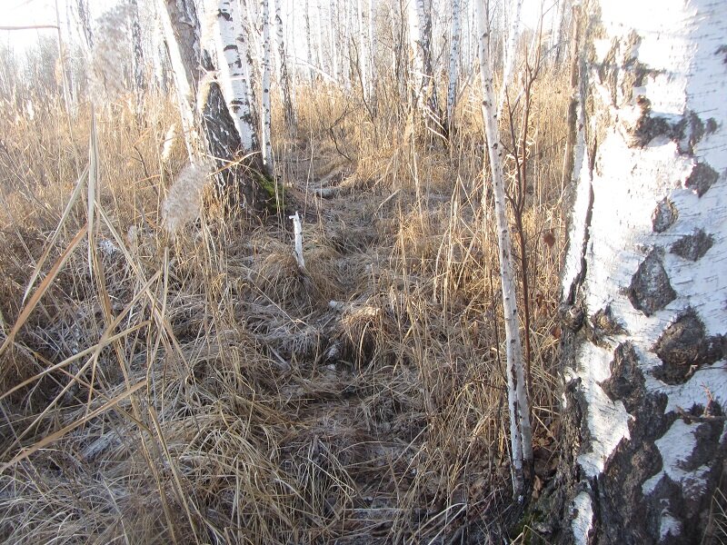 Зверовая тропа